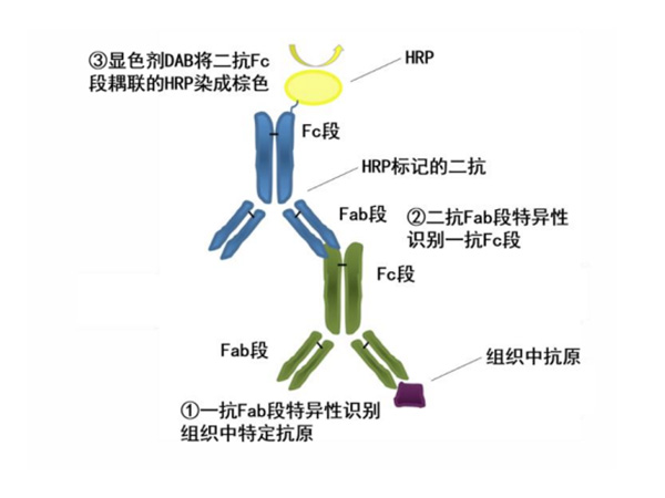 认识免疫组化