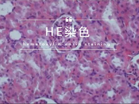 常规病理染色-HE染色流程