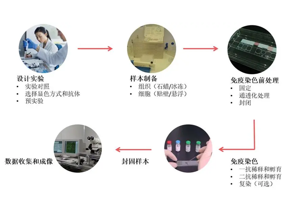 免疫组化（IHC）常见问题